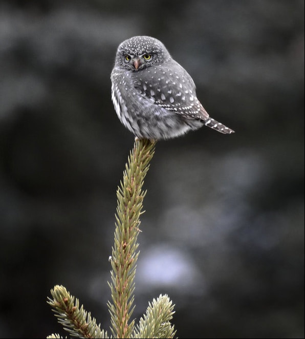Image of Northern Pygmy-Owl in Rocky Mountain National Park Colorado