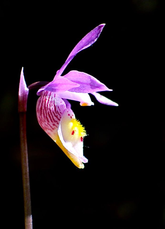 Fairy Slipper Orchid, Calypso bulbosa. Photo D. Rusk