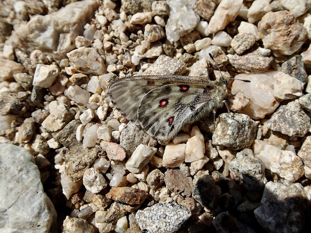Rocky Mountain Parnassian Butterfly resting on the ground of rocks. Photo M. Borneman