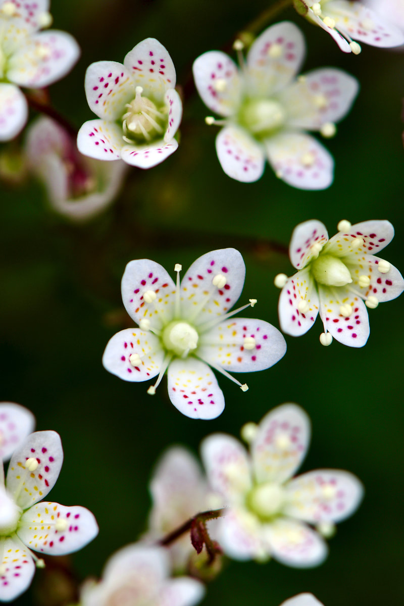 Wildflower, Dotted Saxifrage, Spotted Saxifrage