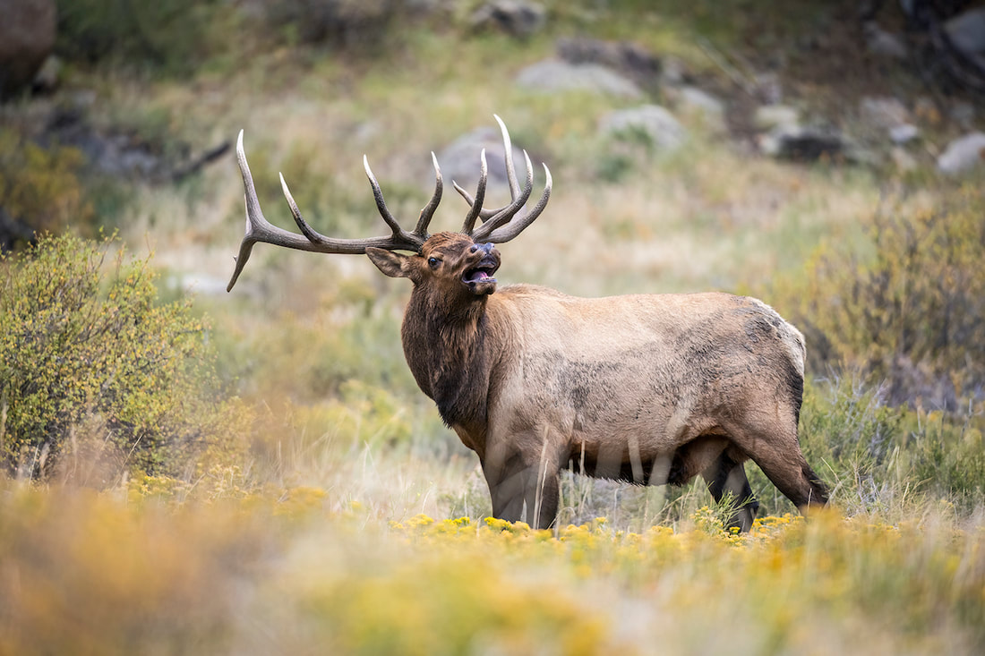 image of a bull elk bugling in Rocky Mountain National Park