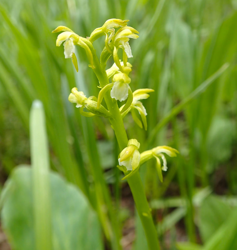 Northern Coralroot (Little Yellow) Coralroot). Corallorhiza trifida. Photo M. Borneman